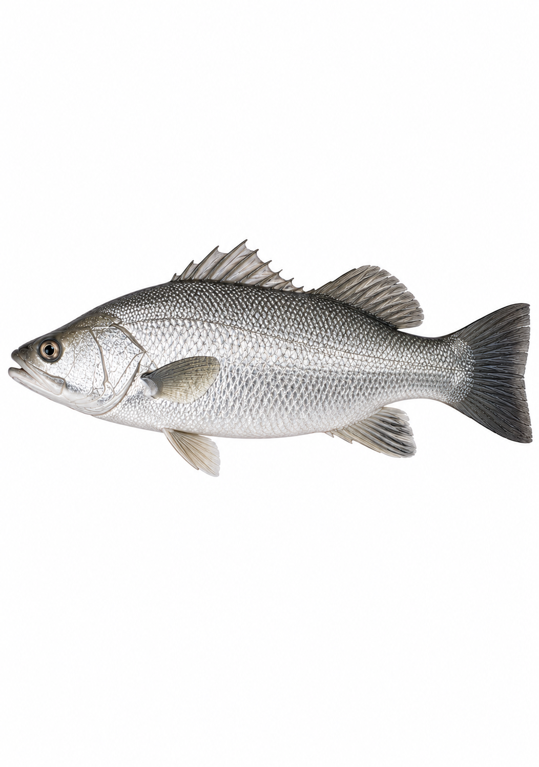 Bhetki Fish