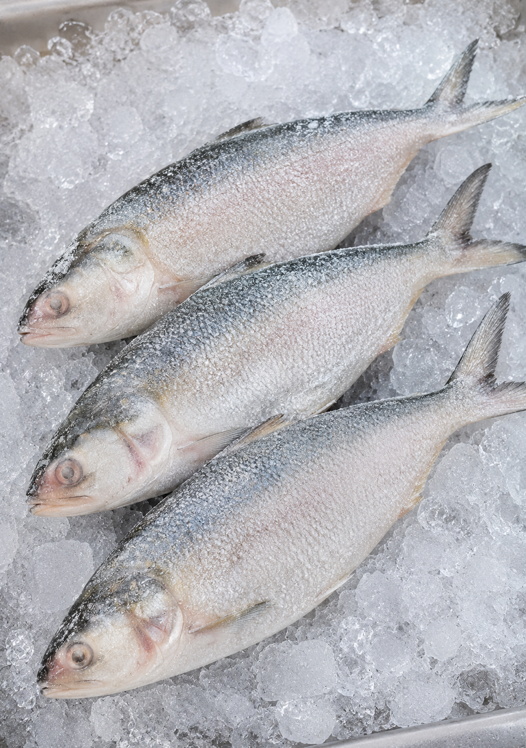 Hilsa Fish