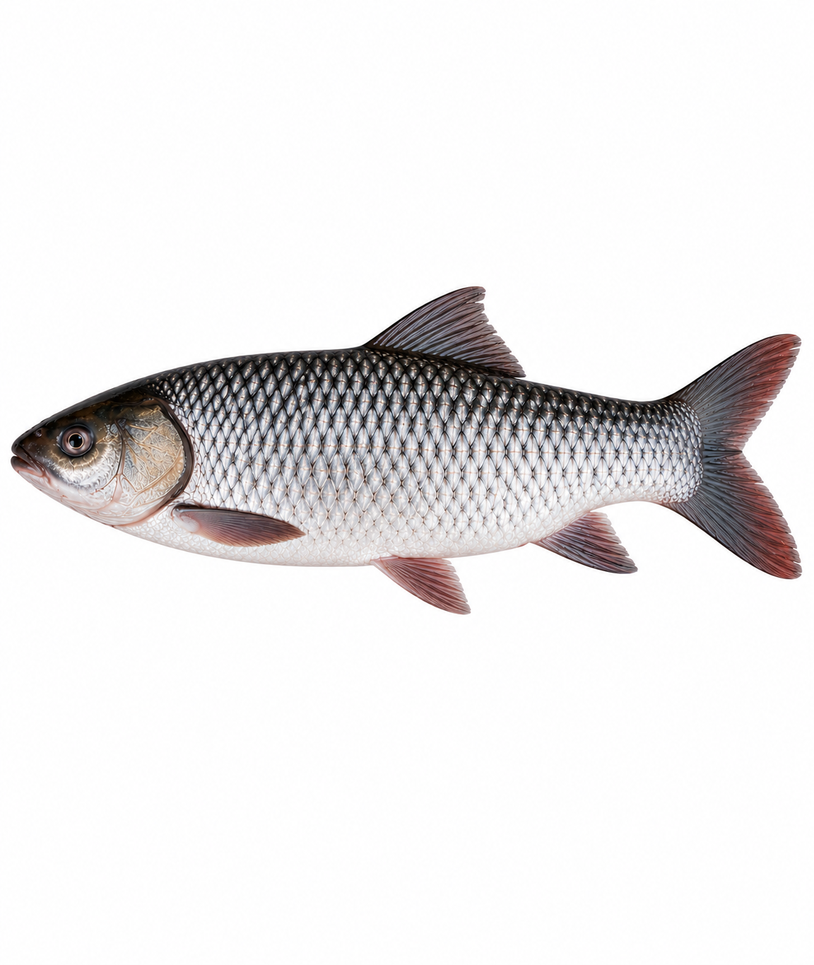 Rohu Fish