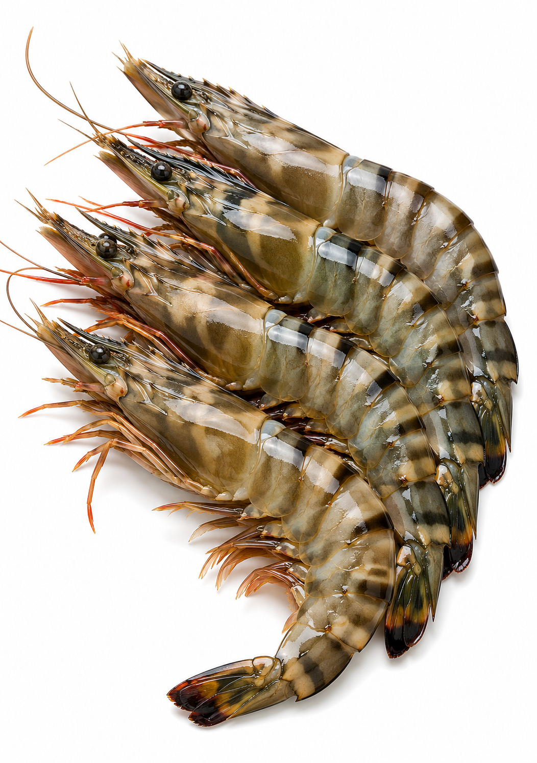 Tiger Prawns